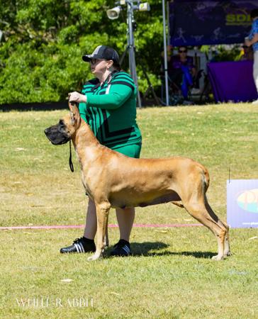 Great Dane for sale by DYMONDEBRAND