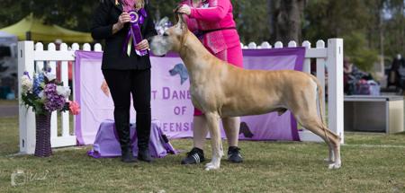 Great Dane for sale by DYMONDEBRAND