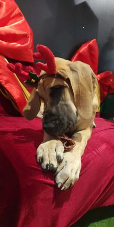 Great Dane for sale by DYMONDEBRAND