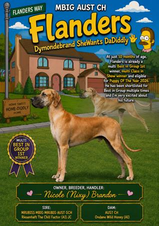 MBIG Aust Ch Dymondebrand SheWants DaDiddly Great Dane