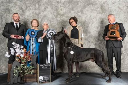 Great Dane for sale by DYMONDEBRAND
