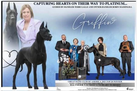 Great Dane for sale by DYMONDEBRAND