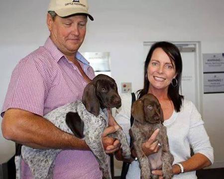 German Shorthaired Pointer puppy for sale by DNEWCOMBE