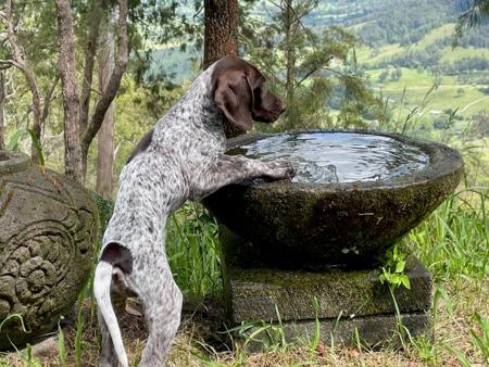 German Shorthaired Pointer puppy for sale by DNEWCOMBE