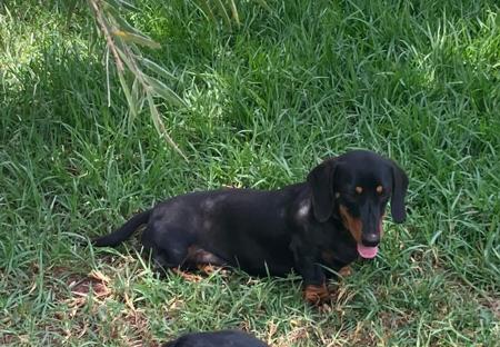 Dachshund (Miniature Smooth Haired) puppy for sale by PUDDNCREEK