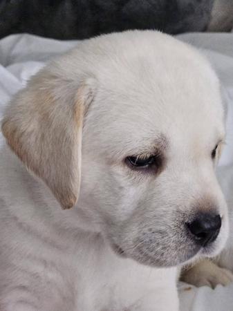 Labrador Retriever puppy for sale by PUDDNCREEK
