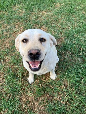 Labrador Retriever puppy for sale by PUDDNCREEK