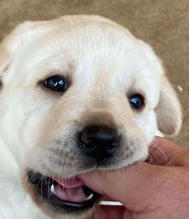 Labrador Retriever puppy for sale by PUDDNCREEK