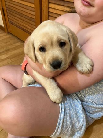 Labrador Retriever puppy for sale by PUDDNCREEK