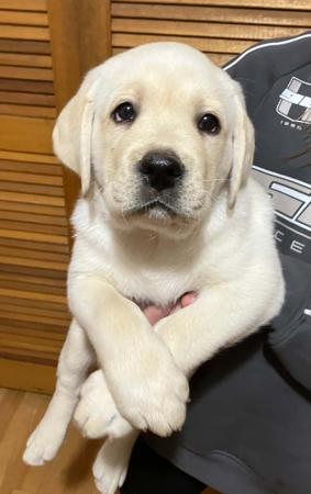 Labrador Retriever puppy for sale by PUDDNCREEK