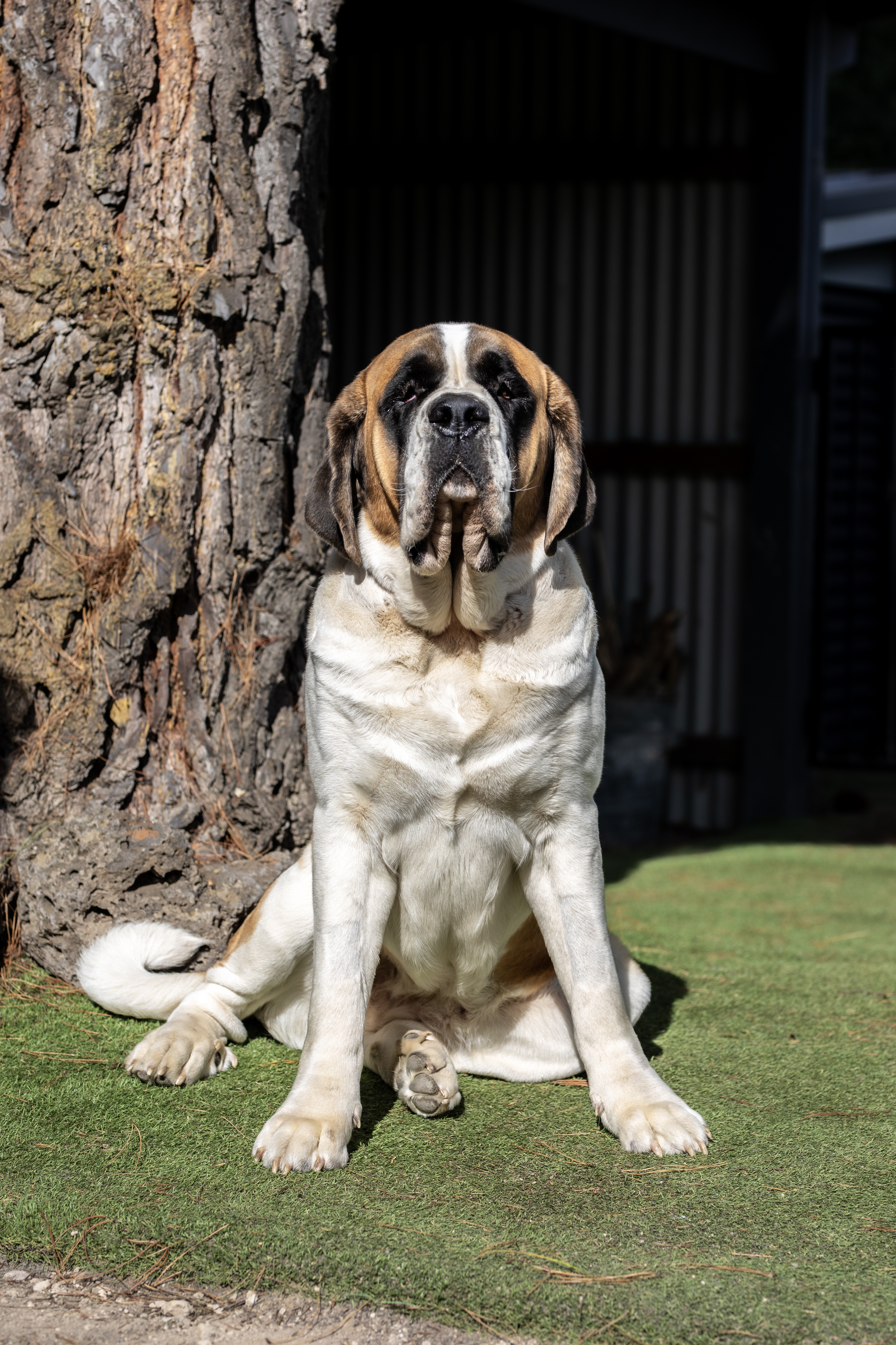 St Bernard for sale by GROVEBERN