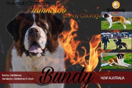 St Bernard for sale by GROVEBERN