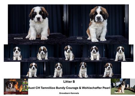 St Bernard for sale by GROVEBERN