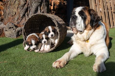 St Bernard for sale by GROVEBERN