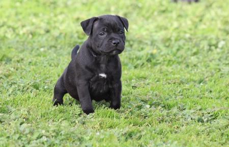 Staffordshire Bull Terrier puppy for sale by ALLBLUESTAFF