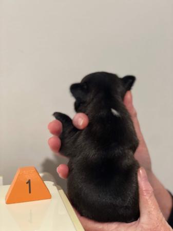 French Bulldog for sale by WILLBROBRE