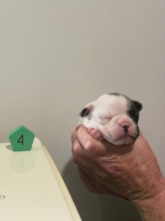 French Bulldog for sale by WILLBROBRE