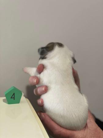 French Bulldog for sale by WILLBROBRE