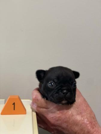 French Bulldog for sale by WILLBROBRE