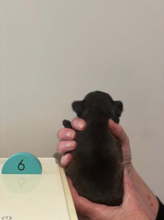 French Bulldog for sale by WILLBROBRE