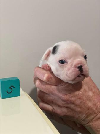 French Bulldog for sale by WILLBROBRE