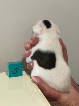 French Bulldog for sale by WILLBROBRE