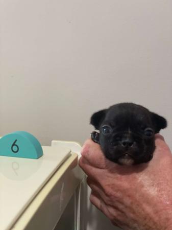 French Bulldog for sale by WILLBROBRE