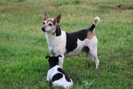 Tenterfield Terrier puppy for sale by DANIELLE