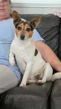 Tenterfield Terrier puppy for sale by DANIELLE