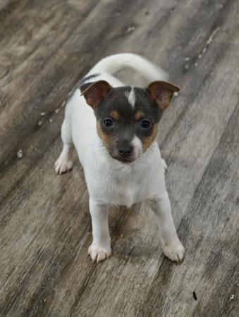 Tenterfield Terrier puppy for sale by DANIELLE