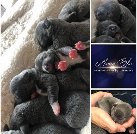 Staffordshire Bull Terrier for sale by AURABLU