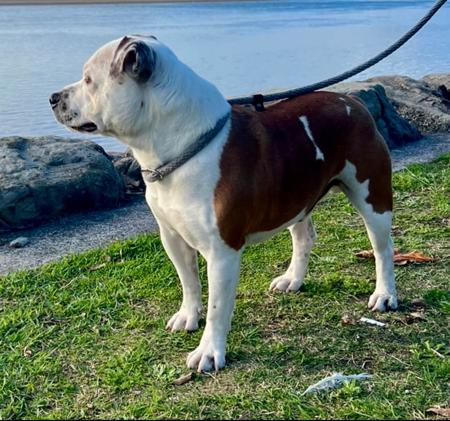 Staffordshire Bull Terrier for sale by AURABLU