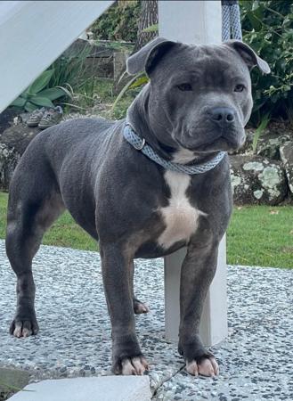 Staffordshire Bull Terrier for sale by AURABLU