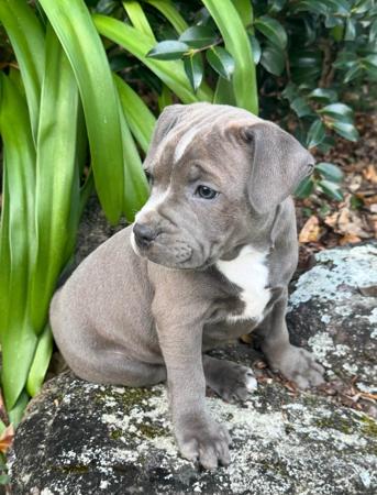 Staffordshire Bull Terrier for sale by AURABLU