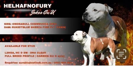 Staffordshire Bull Terrier for sale by AURABLU