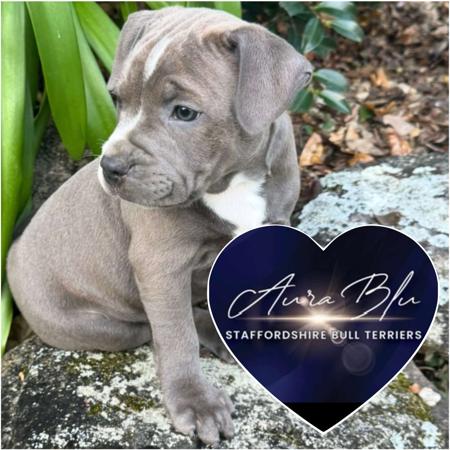 Staffordshire Bull Terrier puppy for sale by AURABLU