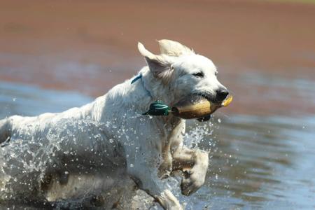 Golden Retriever for sale by AYAIMAH