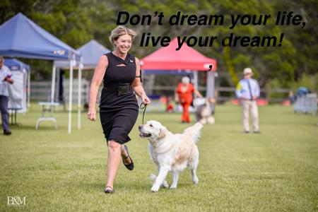 Golden Retriever for sale by AYAIMAH