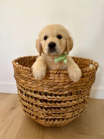 Golden Retriever for sale by AYAIMAH