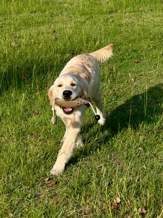 Golden Retriever for sale by AYAIMAH