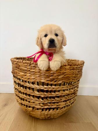 Golden Retriever for sale by AYAIMAH