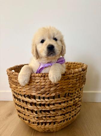 Golden Retriever for sale by AYAIMAH