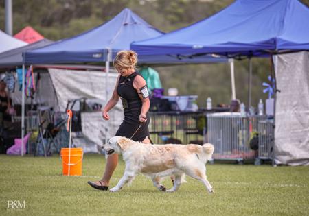 Golden Retriever for sale by AYAIMAH