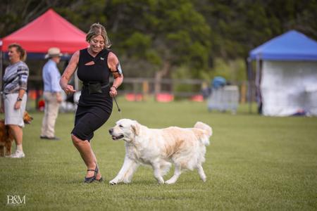 Golden Retriever for sale by AYAIMAH