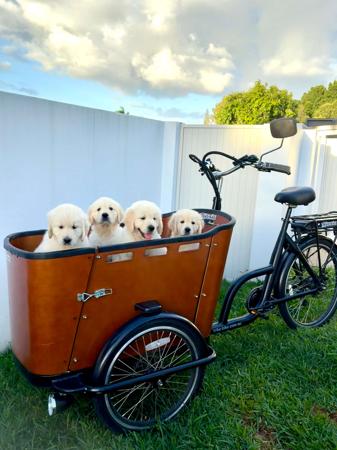 Golden Retriever puppy for sale by AYAIMAH