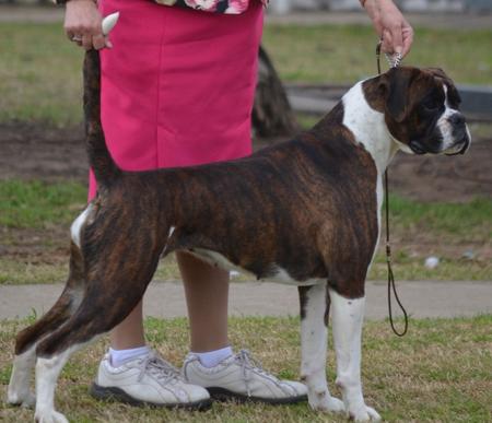 Boxer for sale by BERNIVIA