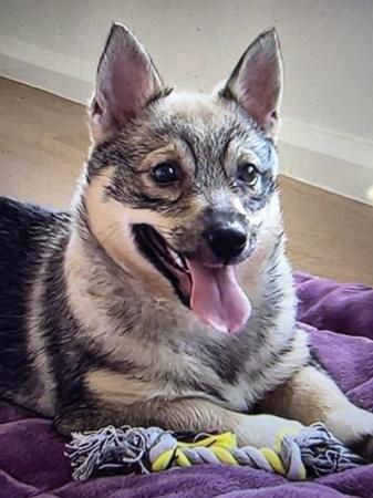 Swedish Vallhund for sale by SNODOGZ