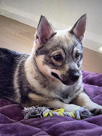 Swedish Vallhund for sale by SNODOGZ