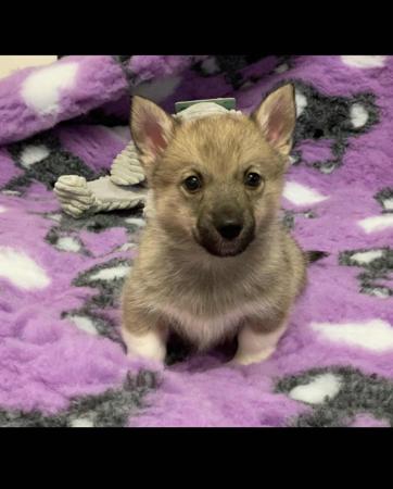 Swedish Vallhund for sale by SNODOGZ