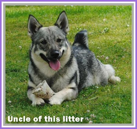 Swedish Vallhund for sale by SNODOGZ